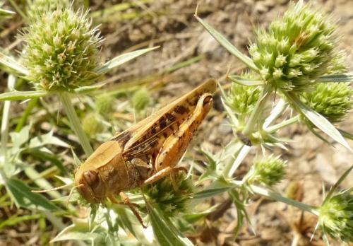 Calliptamus sp.